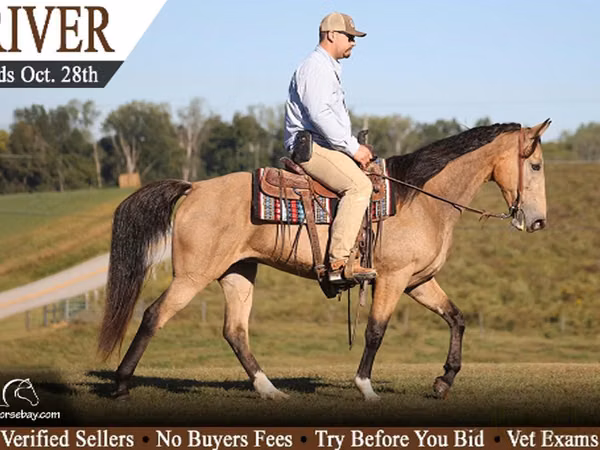 母马, Tennessee Walking Horse