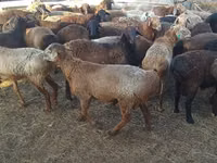 Ram, Edilbay sheep — photo 2