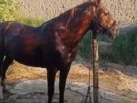 Hengst, Karabakh horse — Foto 1