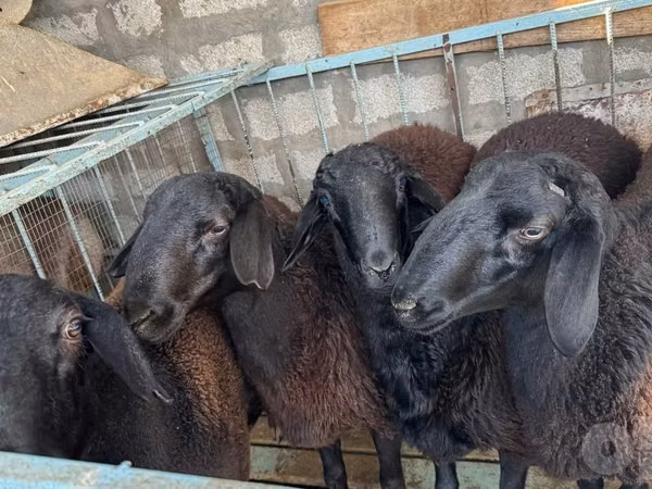 Carnero, Hissar sheep