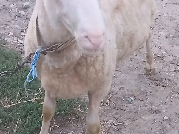 Berbec, Oi