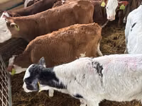 公牛, Simmental cattle — 照片 4