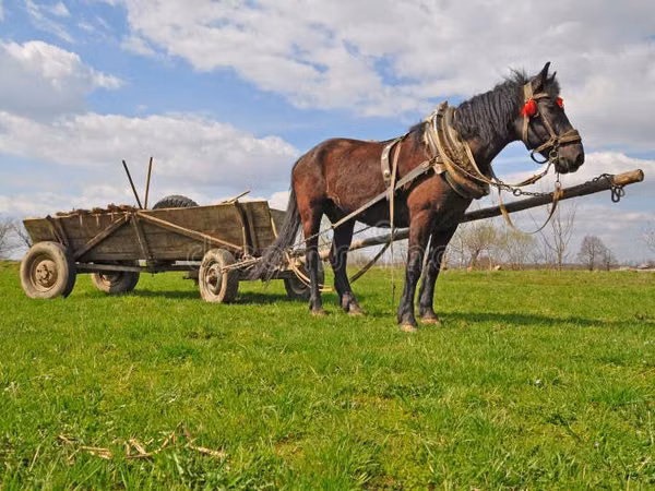 At, Atlar — Moldova