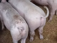 Scroafă, Porci — foto 2