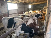 Buqa, Russian Black pied cattle — 1-rasm