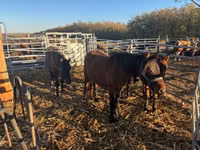 Cheval, Hucul pony — photo 2