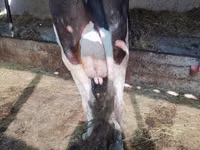 Vaca, Raça Holstein — foto 3
