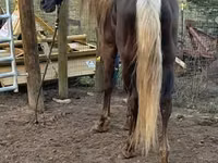 Yegua, Rocky Mountain Horse — foto 7