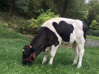 Kuh, Russian Black pied cattle — Foto 3