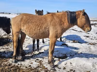 At, Mugalzhar horse — foto 4