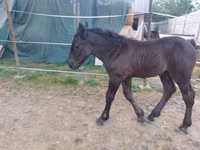 घोड़ी, Hungarian horse breed — फ़ोटो 2