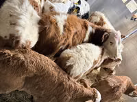 Buqa, Simmental cattle — 1-rasm