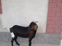 Ziege, Nubian Goat — Foto 4