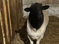 Oaie, Dorper sheep — foto 3