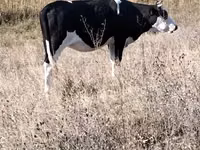Kuh, Russian Black pied cattle — Foto 1