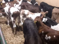 Bou, Simmental cattle — foto 2