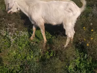 Billy Goat, Saanen goat — photo 1