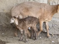 Qoʻy, Arashan sheep — 2-rasm