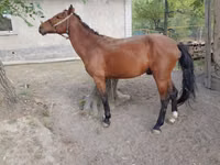 घोड़ा, Karachay horse — फ़ोटो 1