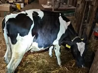 Bulle, Holstein-Rasse — Foto 1