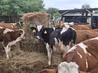 Taureau, Race Holstein — photo 1