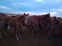 Jument, Chevaux — photo 1