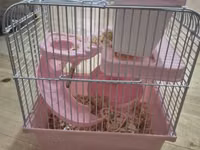 Ağ xəzli kiçik hamster + qəfəs dəsti Paketə daxildir: - Kiçik ölçülü — сүрөт 2