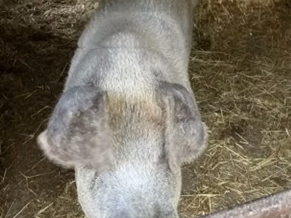Scroafă, Porci