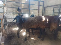 母山羊, Goats — 照片 4
