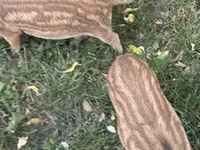 नर सूअर — फ़ोटो 2