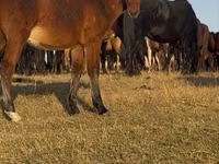At, Mugalzhar horse — foto 4