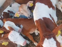 Bulle, Simmental cattle — Foto 2