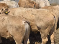 公牛, Limousin cow — 照片 2