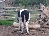 Bulle, Russian Black pied cattle — Foto 5