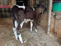 Bou, Bovine — foto 2