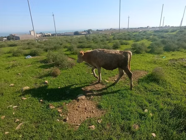 Bull, Cattle