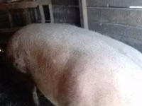 母猪, Pigs — 照片 2