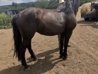 Toychoq, Međimurje horse — 6-rasm
