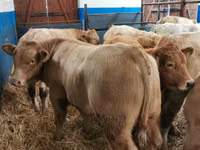 Bovins (lot, sexe non indiqué), Charolais cattle — photo 3