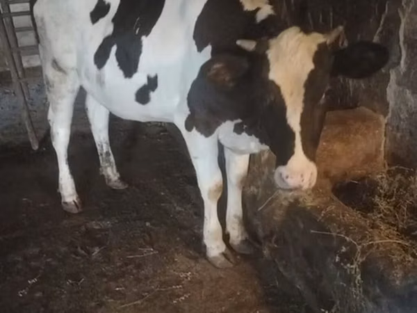 गाय, गोलस्टीन नस्ल