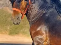 Cheval, Chevaux — photo 1