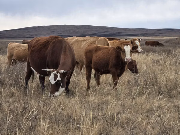 Vacă, Latvian Blue cattle