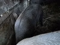 母猪, Pigs — 照片 5