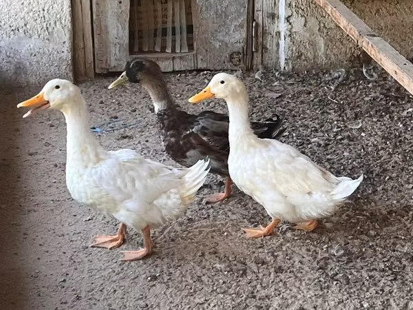 Ducks