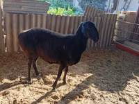Ovelhas (lote, sexo não especificado), Ovelhas — foto 1