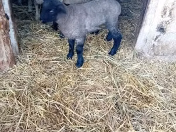 母羊, White Suffolk sheep