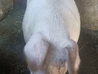 Boar — photo 1