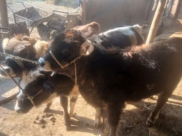 Buqa, Qoramol