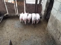 Eber, Schweine — Foto 3