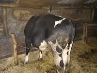 Bulle, Simmental cattle — Foto 4